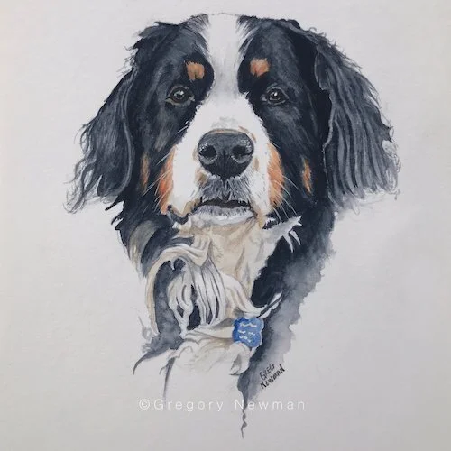 Bernese mountain dog watercolor portrait