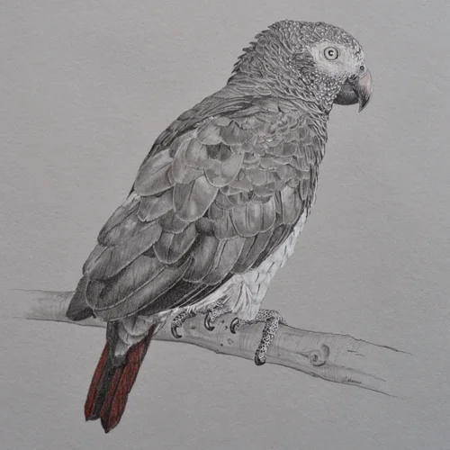 Bird portrait for client